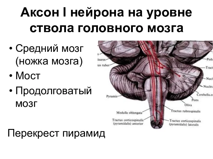 Аксон I нейрона на уровне ствола головного мозга Средний мозг