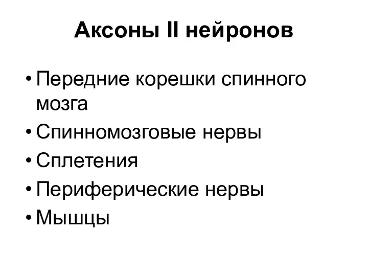 Аксоны II нейронов Передние корешки спинного мозга Спинномозговые нервы Сплетения Периферические нервы Мышцы