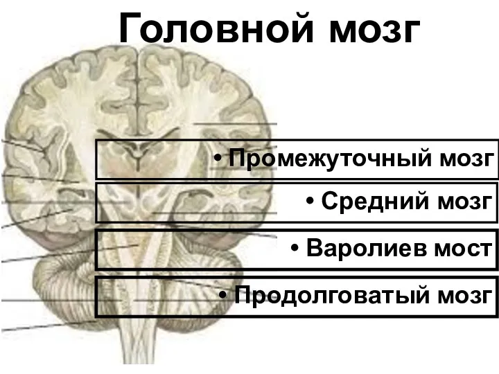 Средний мозг Варолиев мост Продолговатый мозг Головной мозг Промежуточный мозг