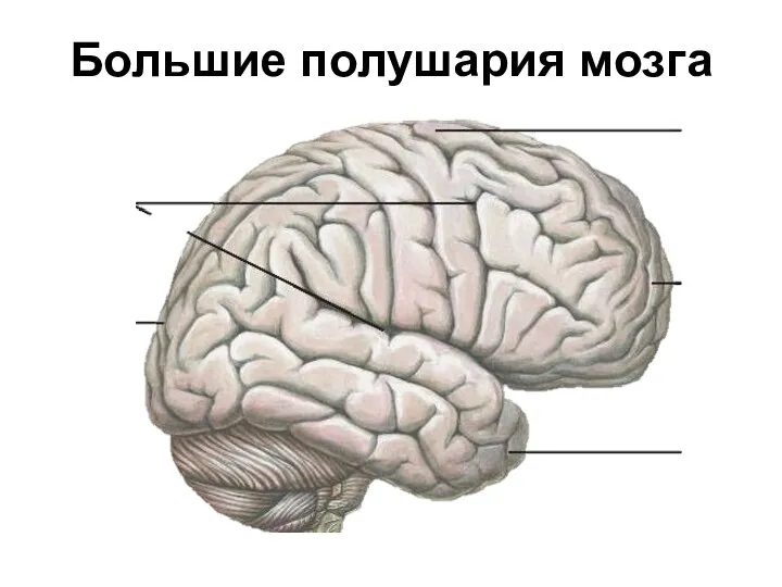 Большие полушария мозга