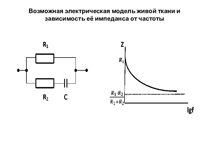 Возможная электрическая модель живой ткани и зависимость её импеданса от частоты