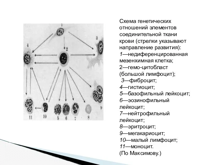 Схема генетических отношений элементов соединительной ткани крови (стрелки указывают направление