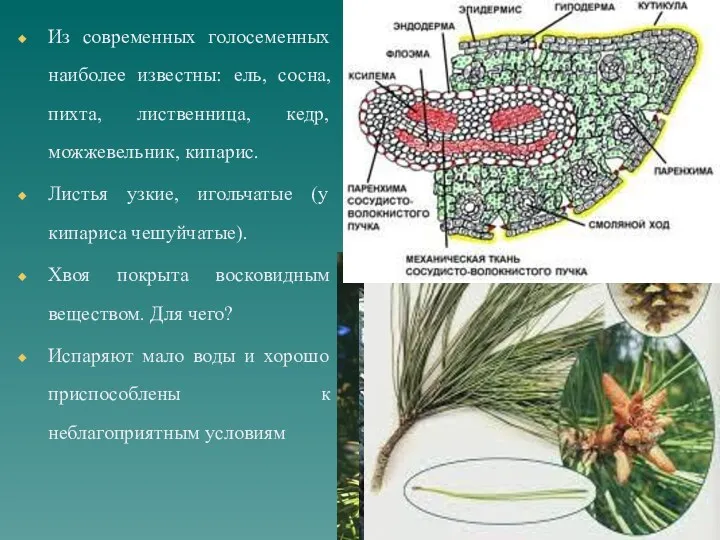 Из современных голосеменных наиболее известны: ель, сосна, пихта, лиственница, кедр,