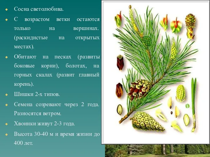 Сосна светолюбива. С возрастом ветки остаются только на вершинах. (раскидистые