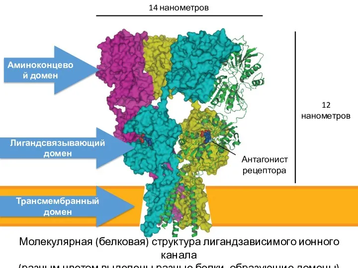 14 нанометров 12 нанометров Антагонист рецептора Трансмембранный домен Лигандсвязывающий домен