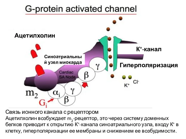 Ацетилхолин К+-канал Гиперполяризация Синоатриальный узел миокарда Связь ионного канала с