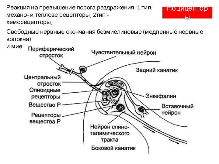 Ноцицепторы Свободные нервные окончания безмиелиновые (медленные нервные волокна) и миелиновые