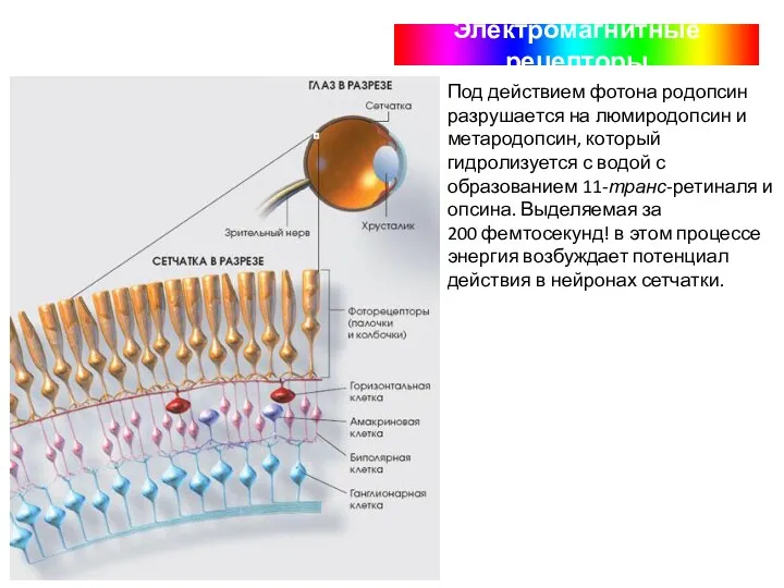 Электромагнитные рецепторы Под действием фотона родопсин разрушается на люмиродопсин и