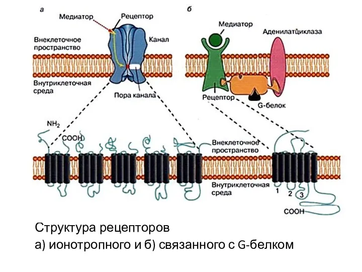Структура рецепторов а) ионотропного и б) связанного с G-белком