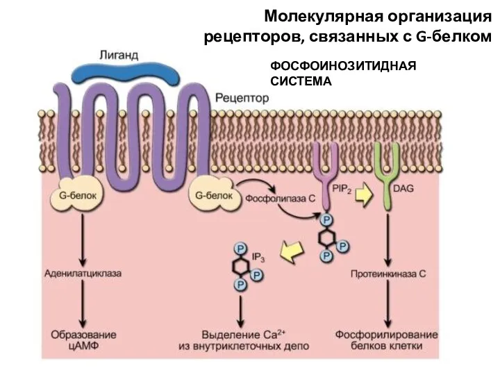 Молекулярная организация рецепторов, связанных с G-белком ФОСФОИНОЗИТИДНАЯ СИСТЕМА