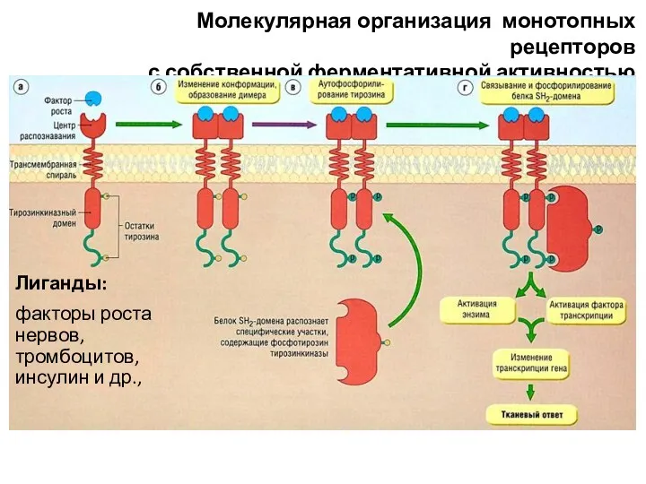 Молекулярная организация монотопных рецепторов с собственной ферментативной активностью Лиганды: факторы роста нервов, тромбоцитов, инсулин и др.,