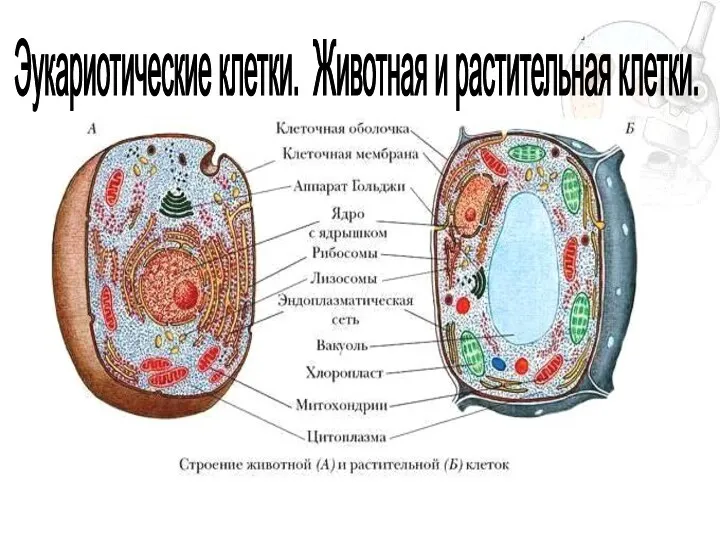 Эукариотические клетки. Животная и растительная клетки.