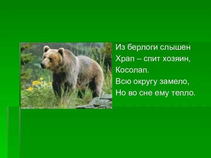 Из берлоги слышен Храп – спит хозяин, Косолап. Всю округу замело, Но во сне ему тепло.