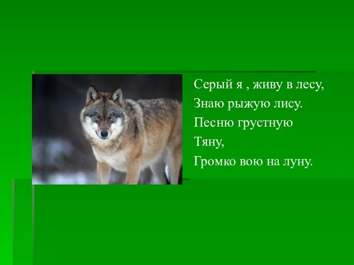 Серый я , живу в лесу, Знаю рыжую лису. Песню грустную Тяну, Громко вою на луну.