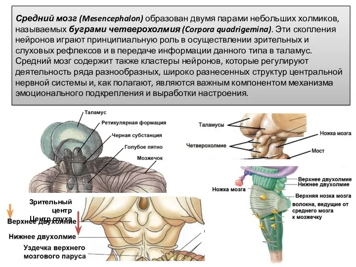 Средний мозг (Mesencephalon) образован двумя парами небольших холмиков, называемых буграми