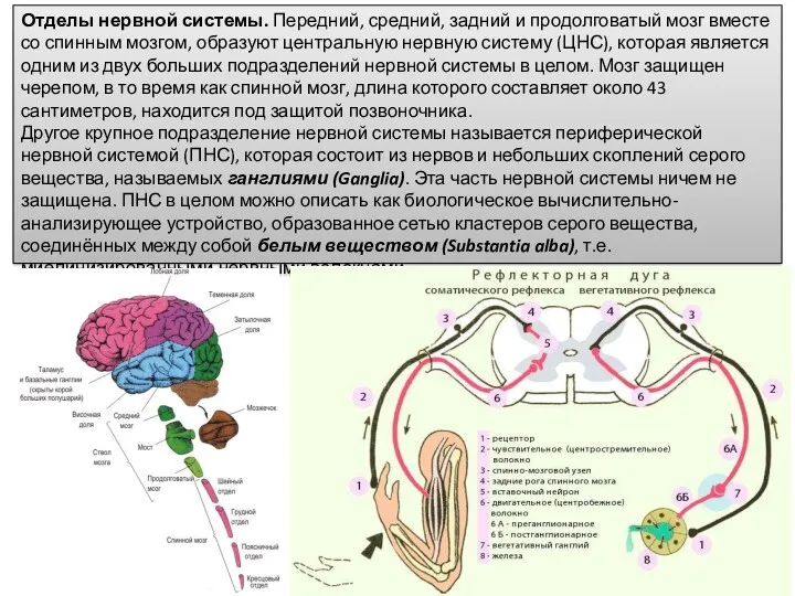 Отделы нервной системы. Передний, средний, задний и продолговатый мозг вместе