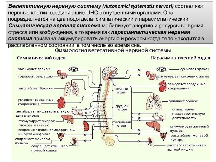 Вегетативную нервную систему (Autonomici systematis nervosi) составляют нервные клетки, соединяющие