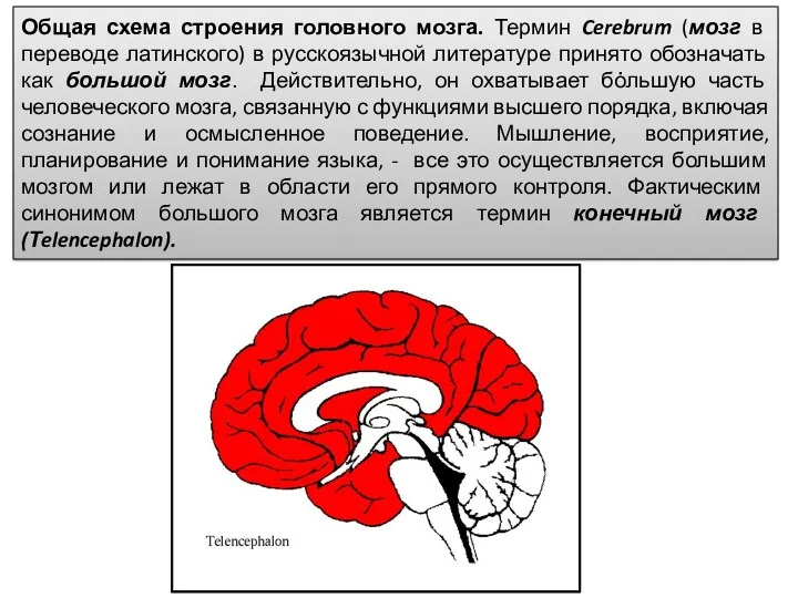 Общая схема строения головного мозга. Термин Cerebrum (мозг в переводе