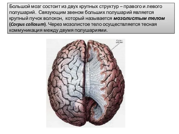 Большой мозг состоит из двух крупных структур – правого и