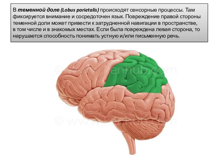 В теменной доле (Lobus parietalis) происходят сенсорные процессы. Там фиксируется