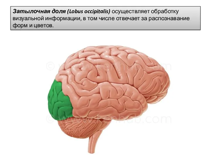 Затылочная доля (Lobus occipitalis) осуществляет обработку визуальной информации, в том