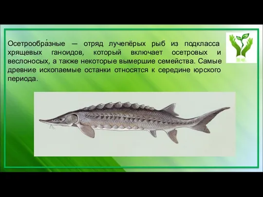 Осетрообра́зные — отряд лучепёрых рыб из подкласса хрящевых ганоидов, который