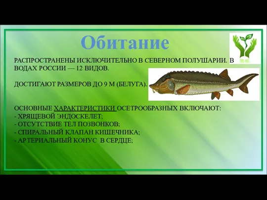 РАСПРОСТРАНЕНЫ ИСКЛЮЧИТЕЛЬНО В СЕВЕРНОМ ПОЛУШАРИИ. В ВОДАХ РОССИИ — 12