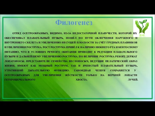 ОТРЯД ОСЕТРООБРАЗНЫХ, ВИДИМО, ИЗ-ЗА НЕДОСТАТОЧНОЙ ПЛАВУЧЕСТИ, КОТОРОЙ ИХ ОБЕСПЕЧИВАЛ ПЛАВАТЕЛЬНЫЙ