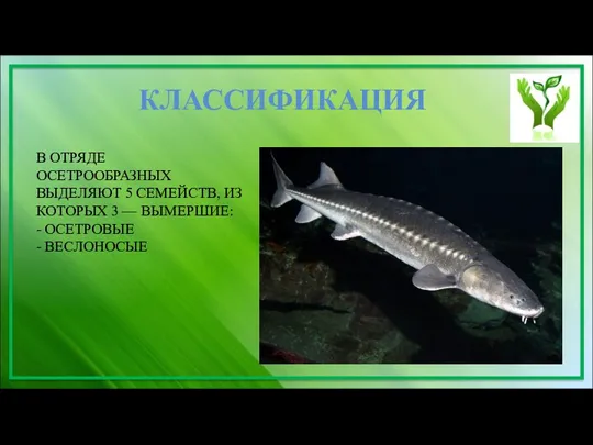 В ОТРЯДЕ ОСЕТРООБРАЗНЫХ ВЫДЕЛЯЮТ 5 СЕМЕЙСТВ, ИЗ КОТОРЫХ 3 — ВЫМЕРШИЕ: - ОСЕТРОВЫЕ - ВЕСЛОНОСЫЕ КЛАССИФИКАЦИЯ