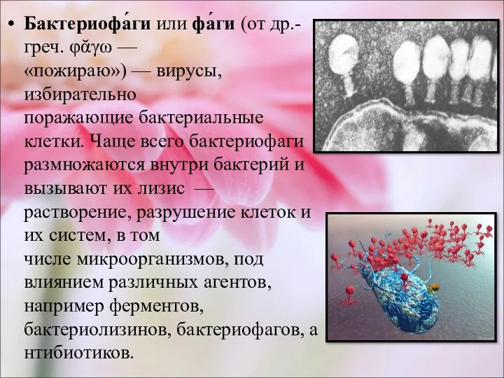 Бактериофа́ги или фа́ги (от др.-греч. φᾰγω — «пожираю») — вирусы,