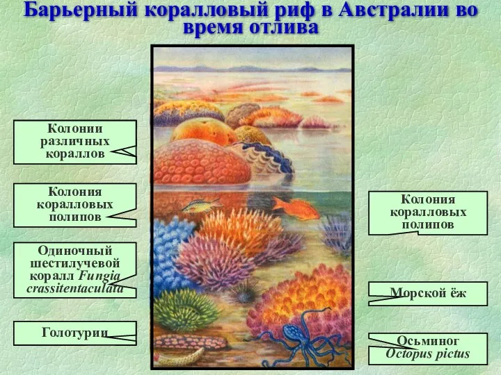 Барьерный коралловый риф в Австралии во время отлива Колонии различных