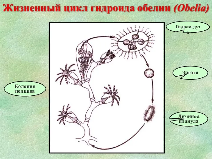 Жизненный цикл гидроида обелии (Obelia) Зигота Личинка планула Колония полипов Гидромедуза