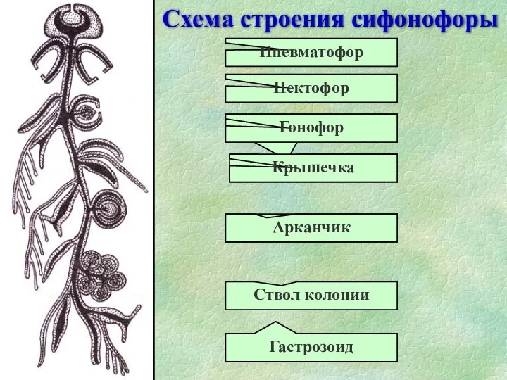 Схема строения сифонофоры Ствол колонии Пневматофор Нектофор Гонофор Гастрозоид Арканчик Крышечка