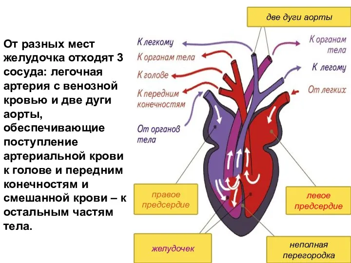 От разных мест желудочка отходят 3 сосуда: легочная артерия с