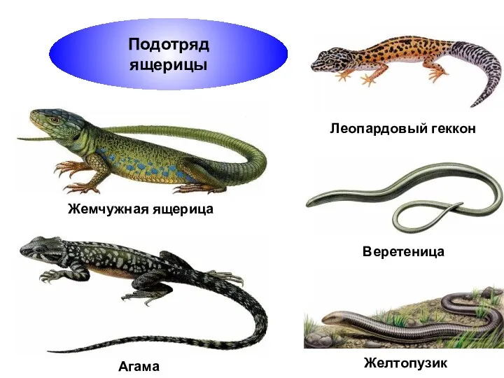 Подотряд ящерицы Веретеница Aгама Леопардовый геккон Жемчужная ящерица Желтопузик