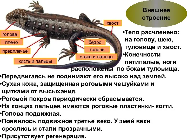 Внешнее строение Тело расчленено: на голову, шею, туловище и хвост.