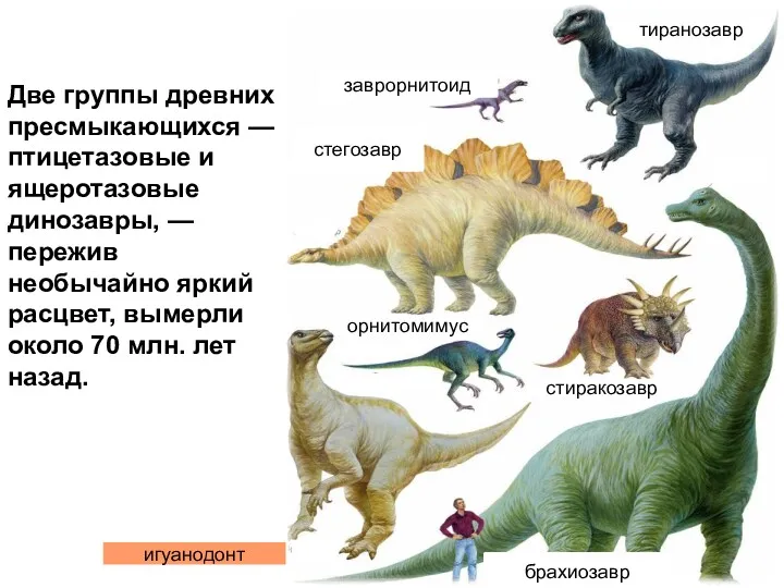Две группы древних пресмыкающихся — птицетазовые и ящеротазовые динозавры, —