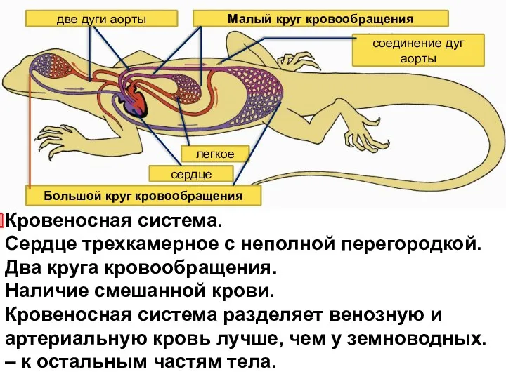 Кровеносная система. Сердце трехкамерное с неполной перегородкой. Два круга кровообращения.