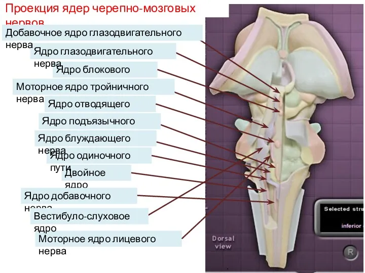 Проекция ядер черепно-мозговых нервов Ядро блокового нерва Ядро отводящего нерва