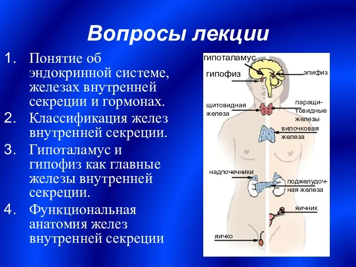 Вопросы лекции Понятие об эндокринной системе, железах внутренней секреции и