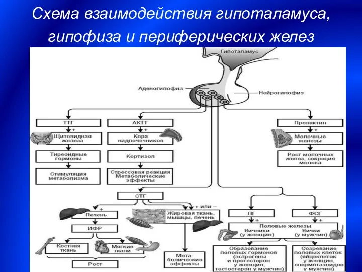 Схема взаимодействия гипоталамуса, гипофиза и периферических желез