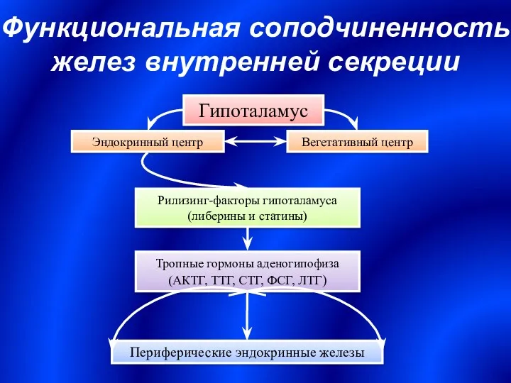 Функциональная соподчиненность желез внутренней секреции Гипоталамус Эндокринный центр Вегетативный центр