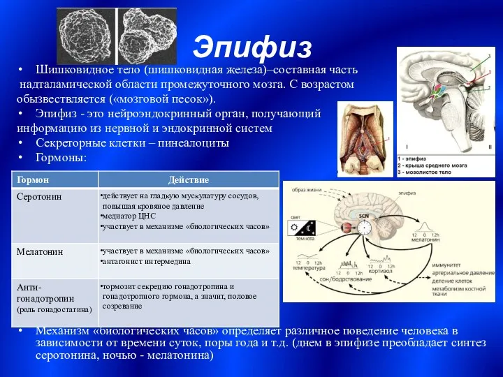 Эпифиз Шишковидное тело (шишковидная железа)–составная часть надталамической области промежуточного мозга.