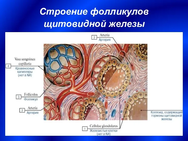 Строение фолликулов щитовидной железы