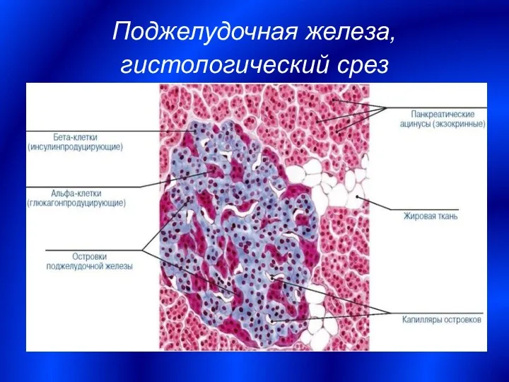 Поджелудочная железа, гистологический срез