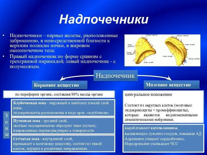 Надпочечники Надпочечники – парные железы, расположенные забрюшинно, в непосредственной близости