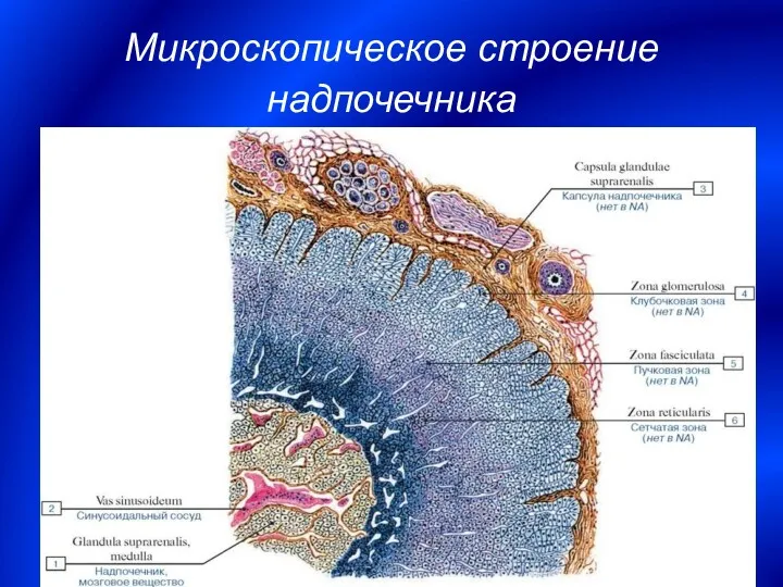 Микроскопическое строение надпочечника