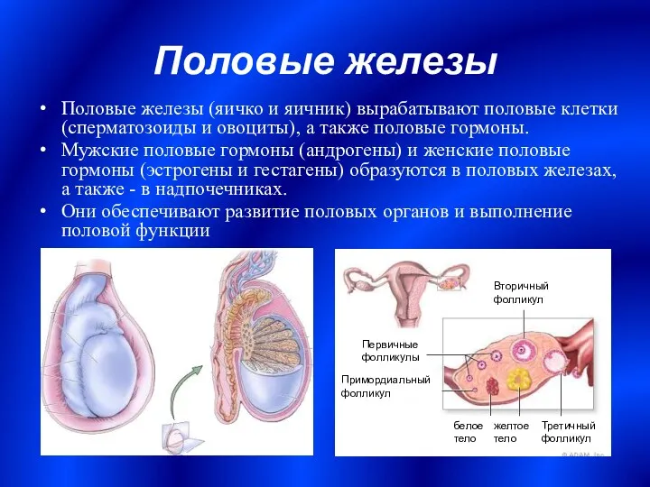 Половые железы Половые железы (яичко и яичник) вырабатывают половые клетки