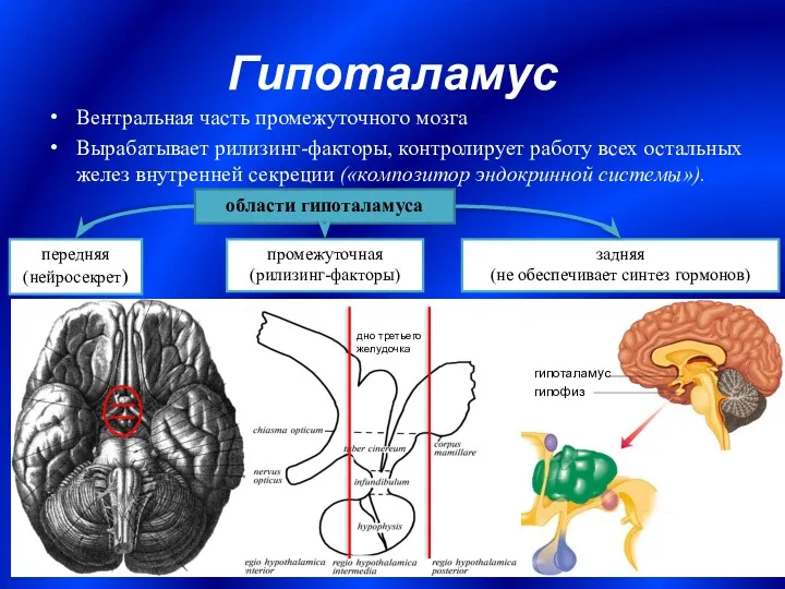 Гипоталамус Вентральная часть промежуточного мозга Вырабатывает рилизинг-факторы, контролирует работу всех