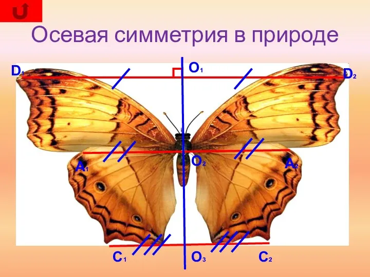 Осевая симметрия в природе О1 О2 О3 D1 D2 C1 A2 A1 C2